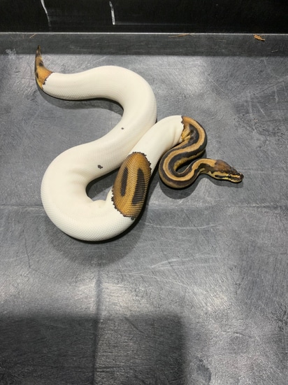 Leopard Pied Het Clown 50% Het TSK Axanthic Ball Python by Rice Reptiles