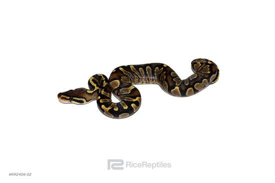 Yellowbelly Zebra Ball Python by Rice Reptiles
