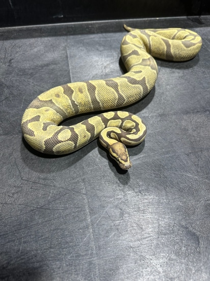 Enchi DG Het Pied 66% Het Hypo Ball Python by Rice Reptiles