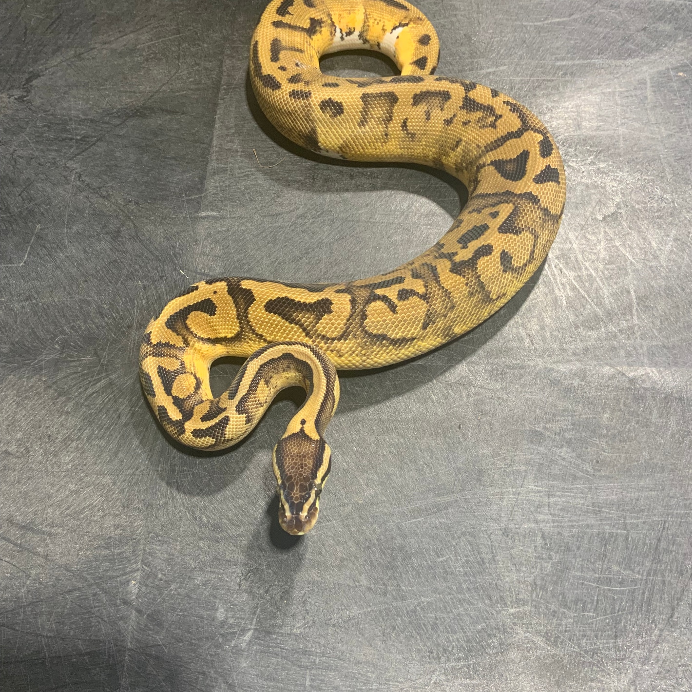 Pastel Pied Het DG 66% Het Hypo Ball Pythons by Rice