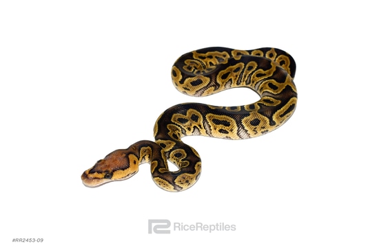 洋書 PYTHON REGIUS GHI Clown Ball Pythons by Rice Reptiles - MorphMarket