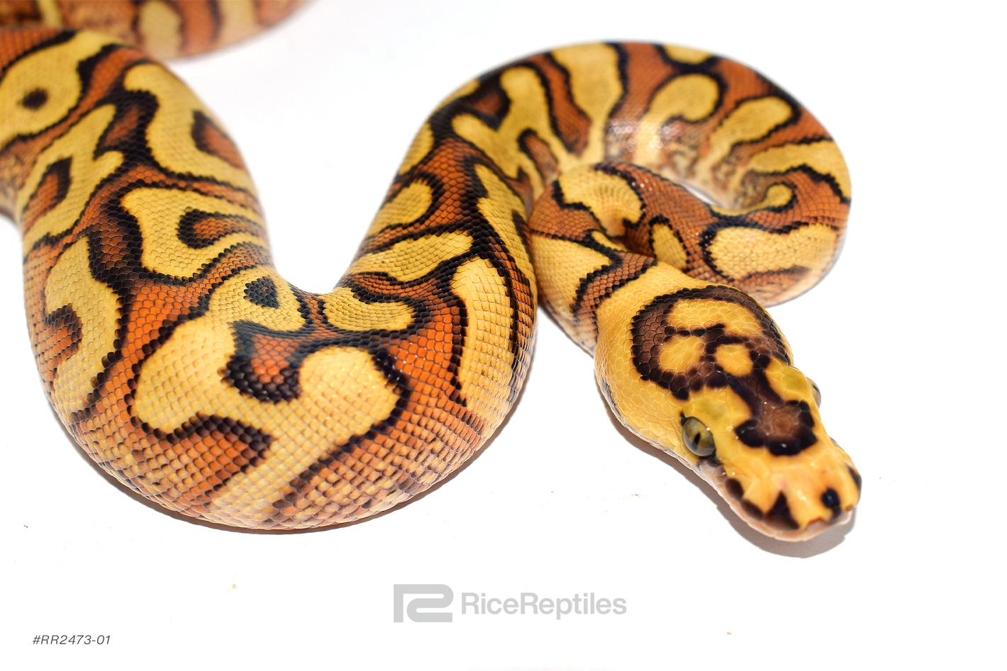 洋書 PYTHON REGIUS Amazon | Ball Pythons: A Complete Guide to Python Regius