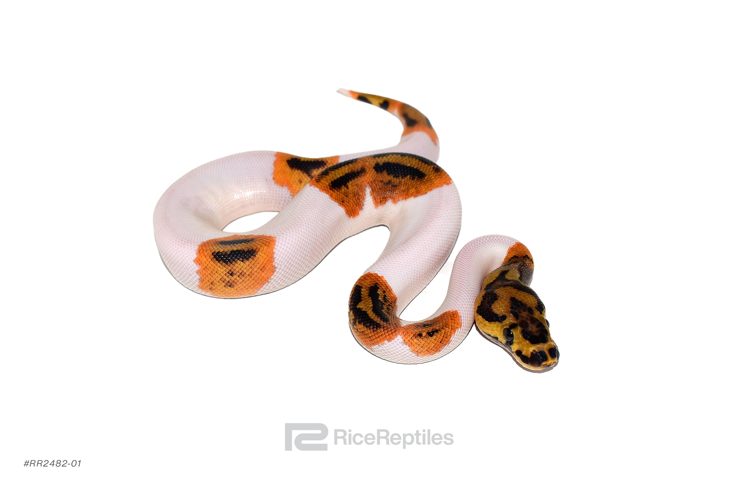 洋書　PYTHON REGIUS PYTHON REGIUS ボールパイソンの飼育ガイド - メルカリ