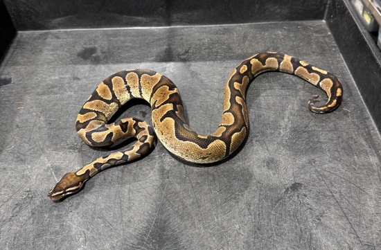 Zebra Ball Python by Rice Reptiles