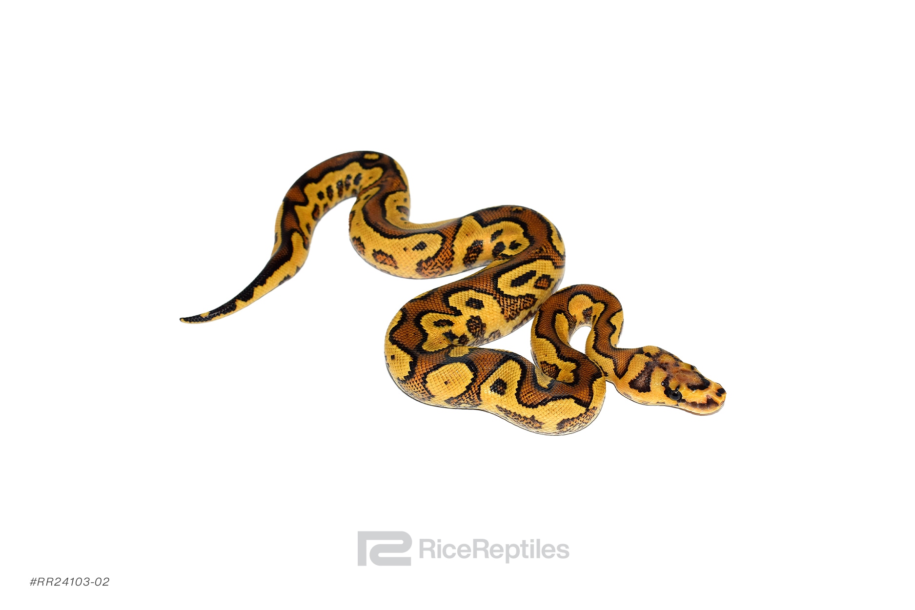 洋書 PYTHON REGIUS Amazon | Ball Pythons: A Complete Guide to Python Regius