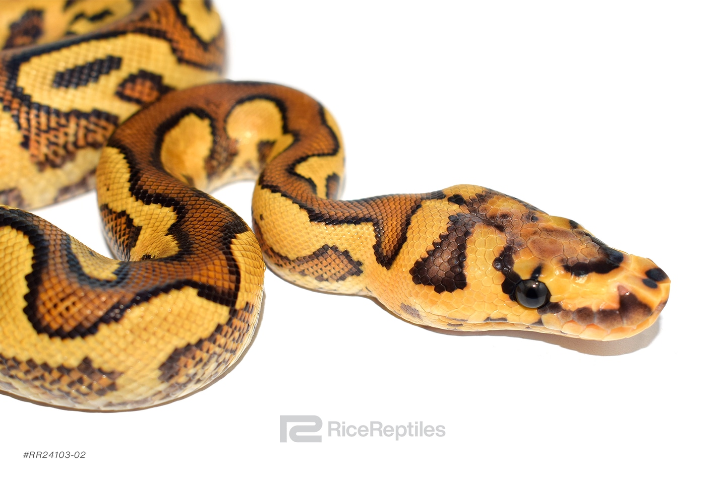 洋書 PYTHON REGIUS Amazon | Ball Pythons: A Complete Guide to Python Regius