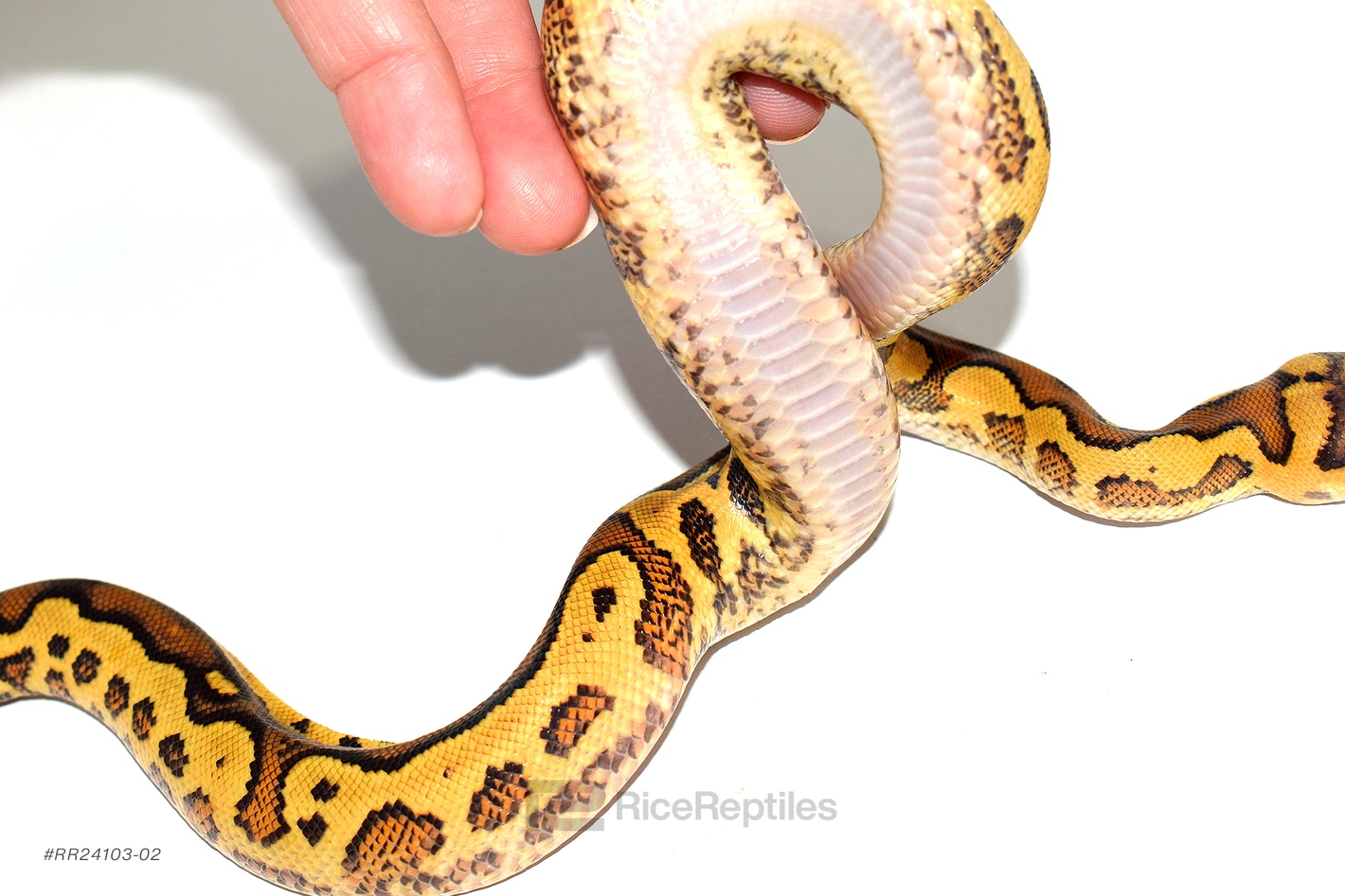 洋書 PYTHON REGIUS 洋書 Python regius Das Kompendium 本