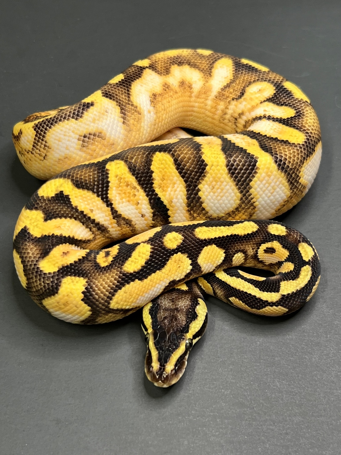Enchi Calico Firefly Ball Python by Without Warning Exotics - MorphMarket