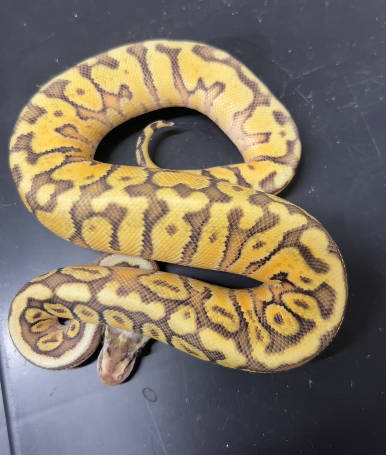 Super Pastel Enchi HGW Granite Ball Python by Without Warning Exotics ...