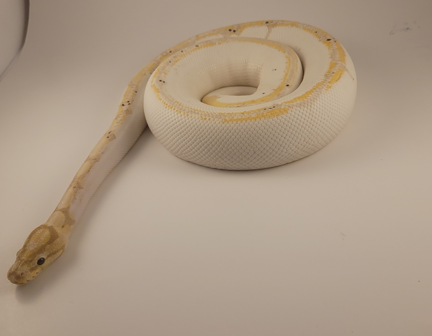 Banana, Pastel, Spider, Calico Ball Python by L2 Exotics MorphMarket