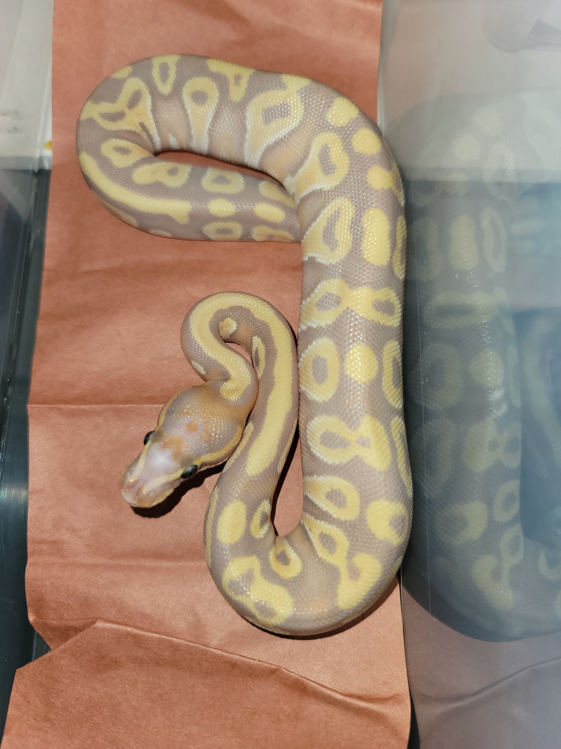 Coral Glow Mojave Scaleless Head Ball Python by Richie Boos Ball ...