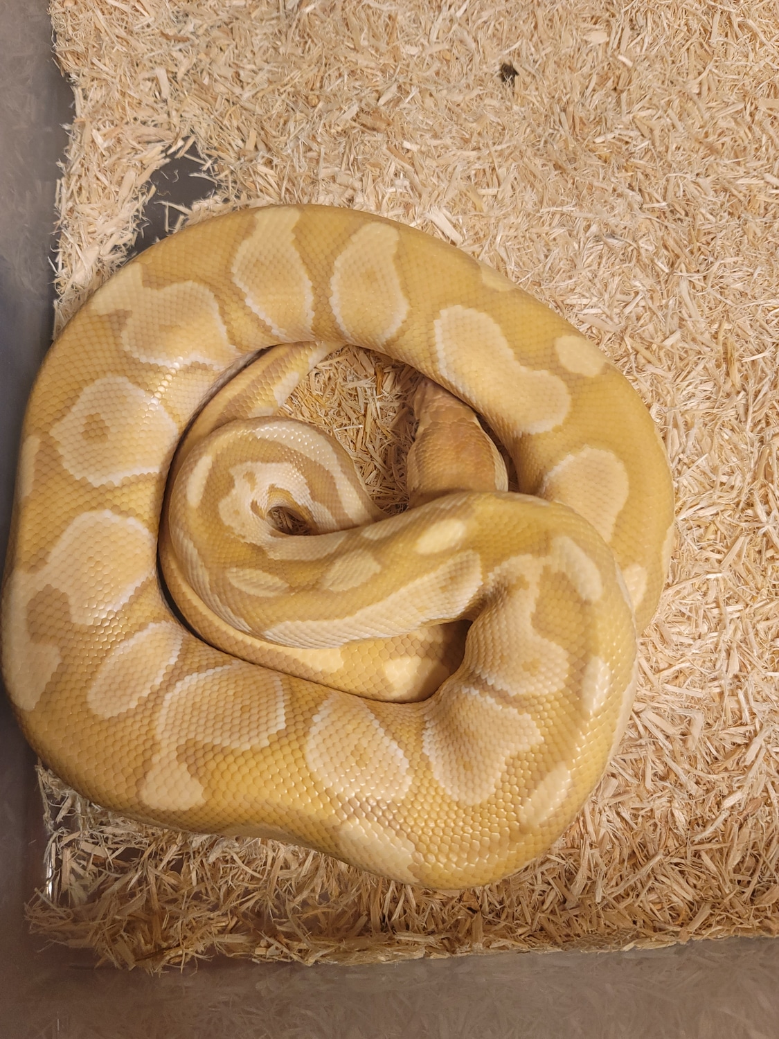 Ultramel Butter Ball Python by Richie Boos Ball Pythons - MorphMarket