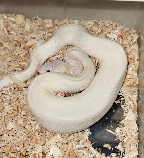 Blue Eyed Lucy Super Russo Ball Python by Richie Boos Ball Pythons