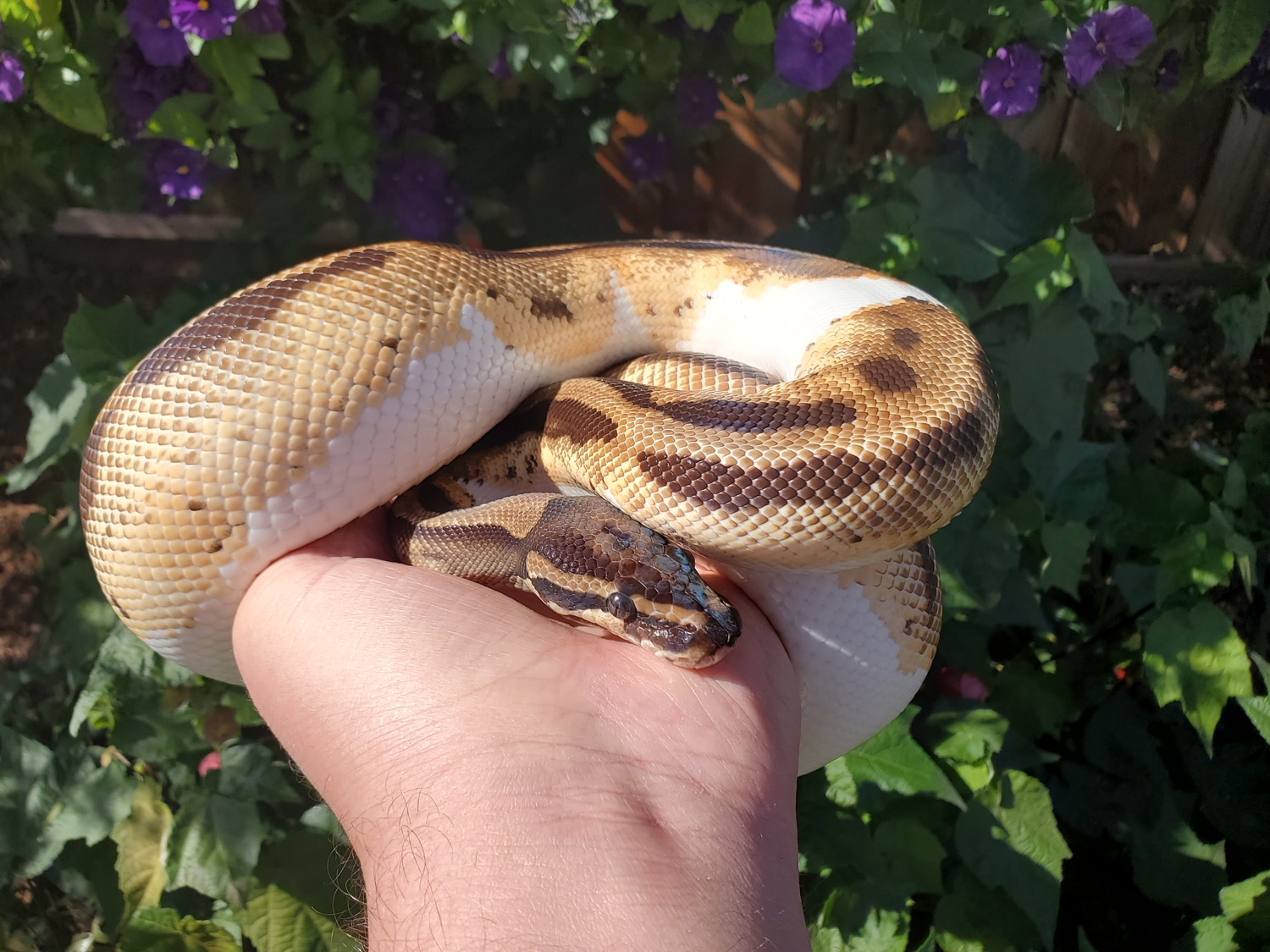 Superb Orange Dream Pied! Proven Breeder!! Ball Python by Rich McColl's ...
