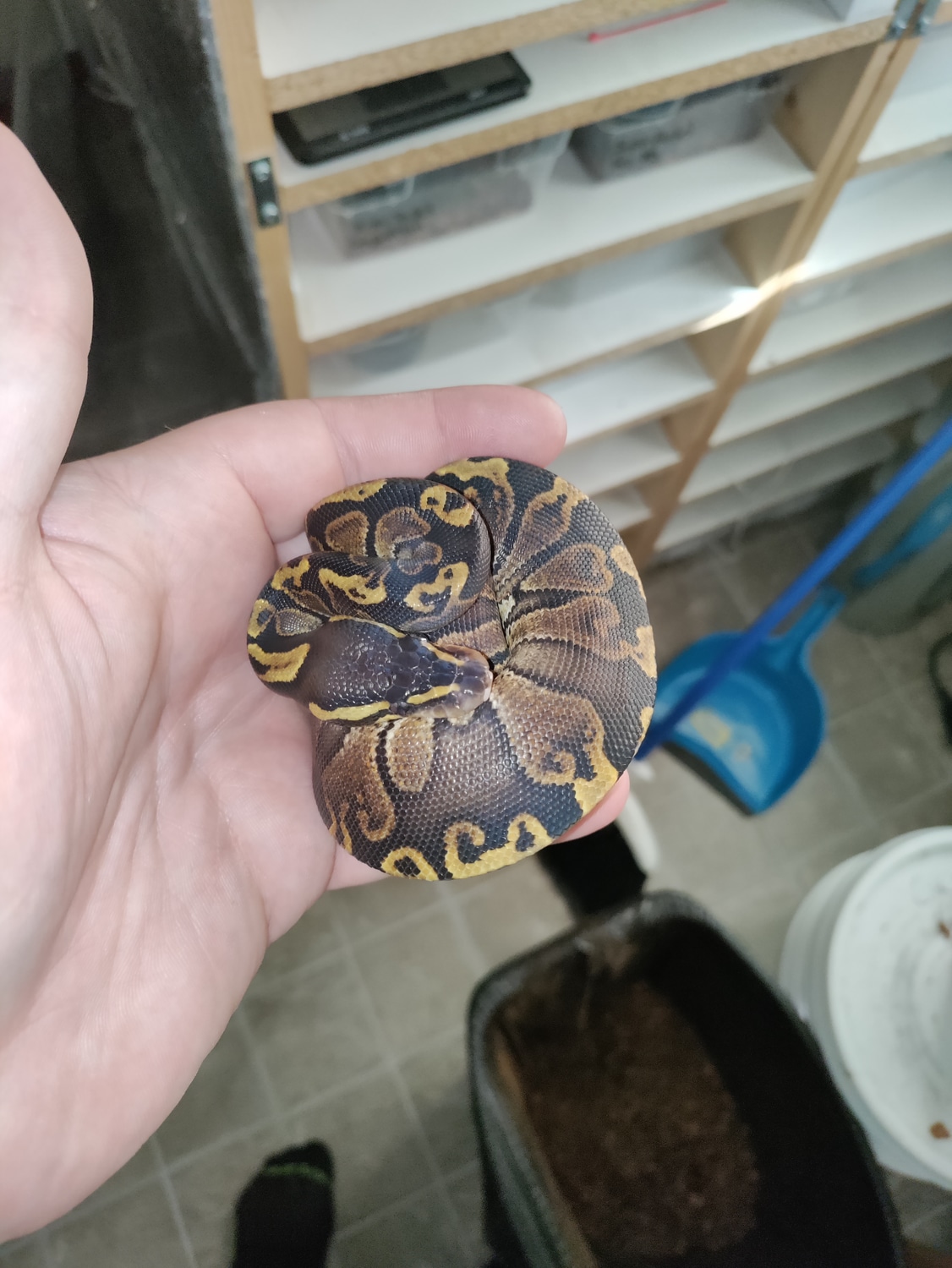 GHI Ball Python by RichsBallPythons - MorphMarket
