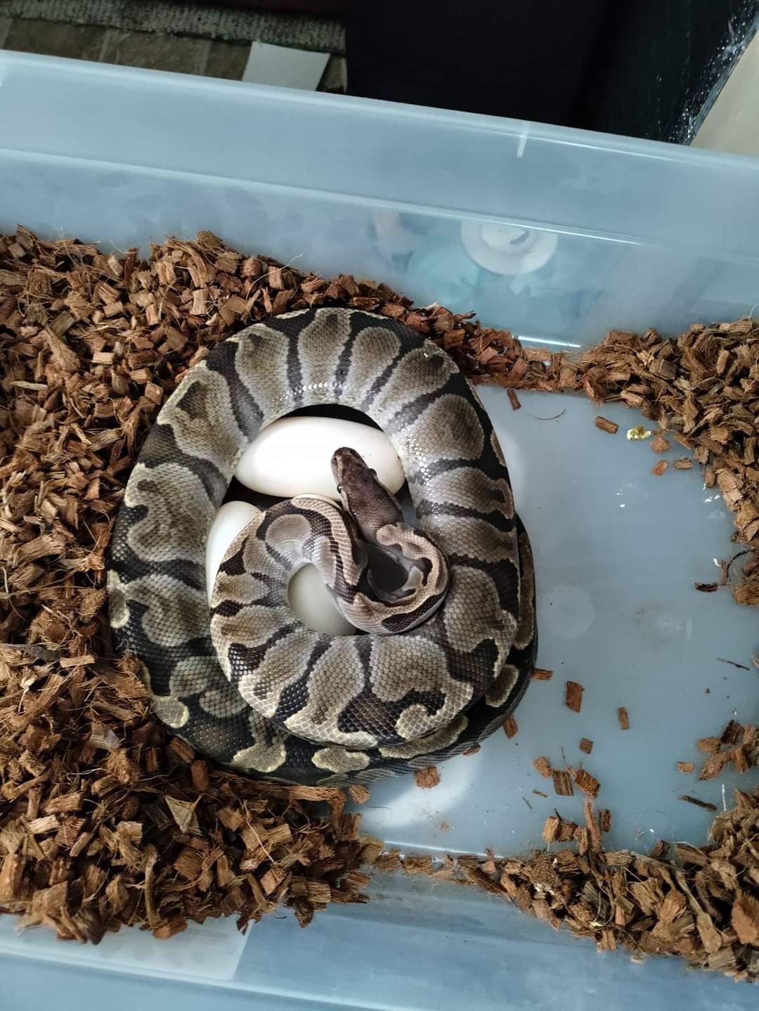 GHI Ball Python by RichsBallPythons - MorphMarket