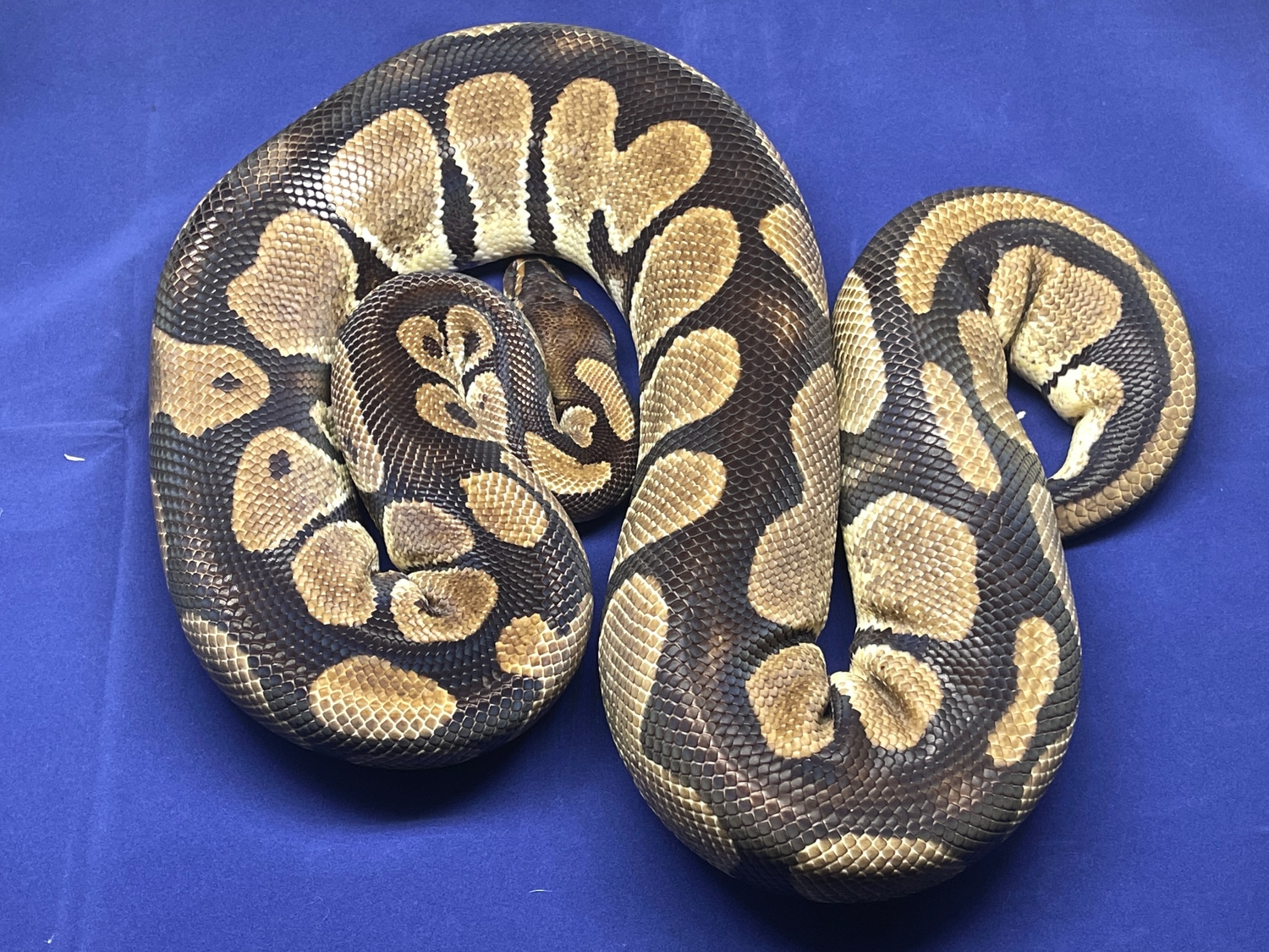 Orange Dream Ball Python by RichSmithRoyals - MorphMarket