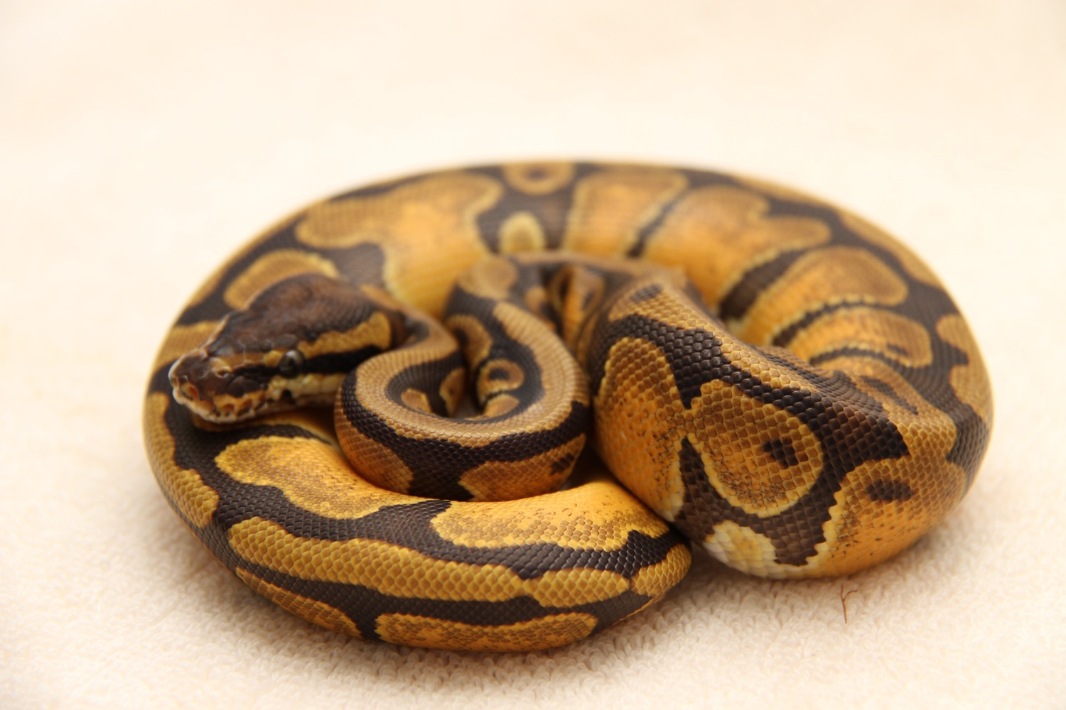 Enchi Ball Python by Rick’s Blood and Ball Pythons - MorphMarket