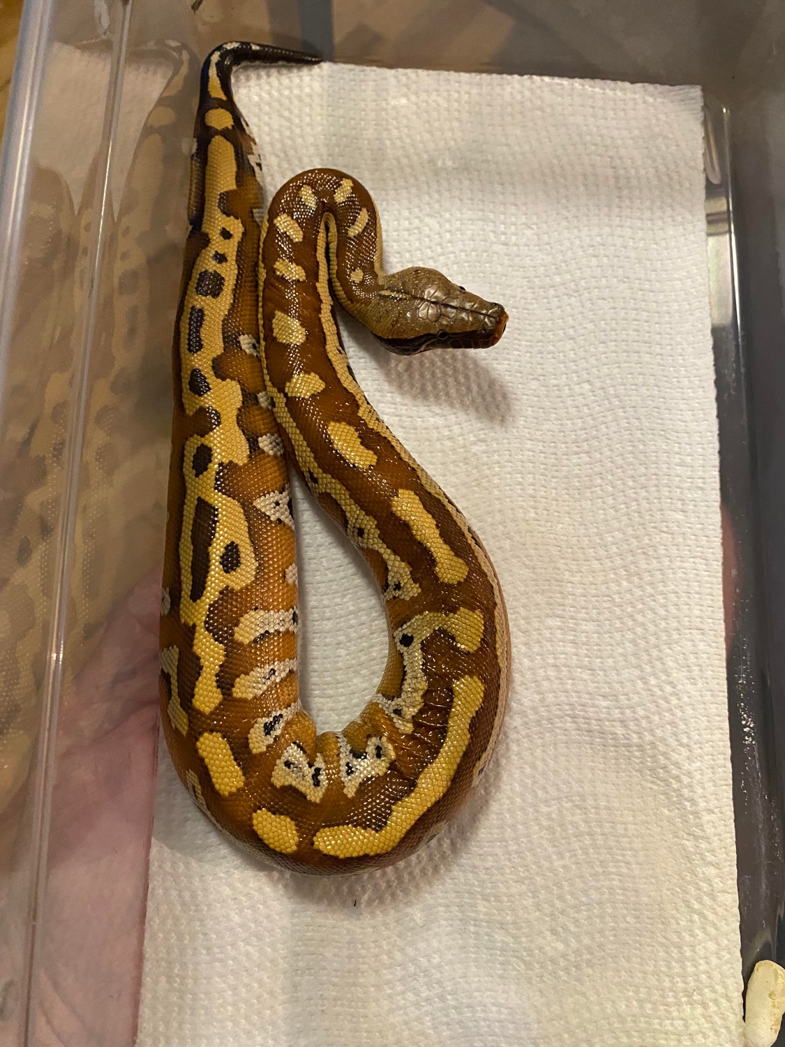 Blood Python by Rick’s Blood and Ball Pythons - MorphMarket