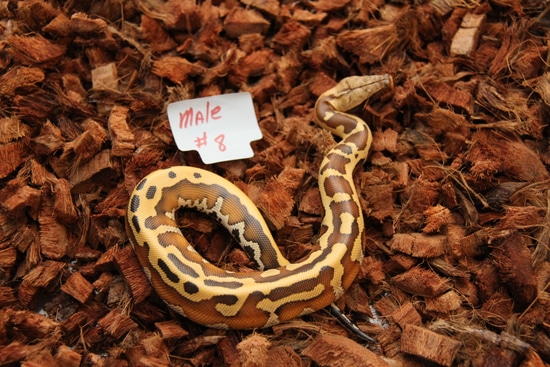 Slackline Level 2 Blood Python by Rick’s Blood and Ball Pythons