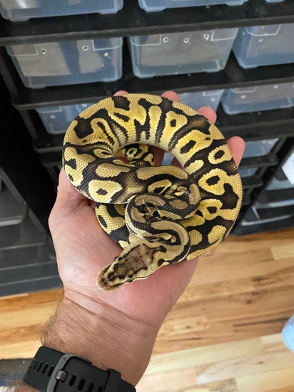 Spotnose Het Desert Ghost Ball Python by Rick’s Blood and Ball Pythons