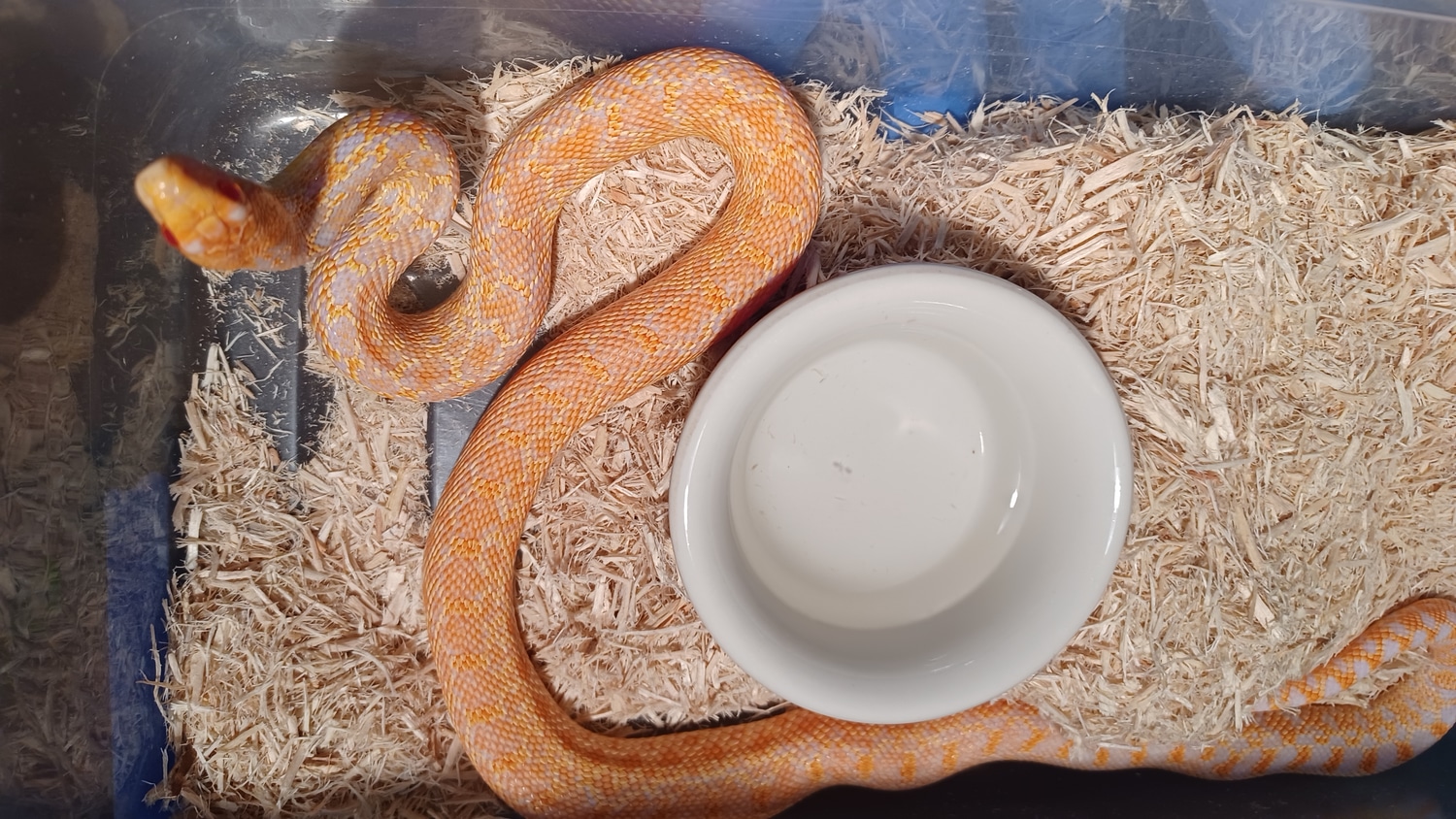 Albino Applegate Gophers Gopher Snake by Painted Serpents MorphMarket
