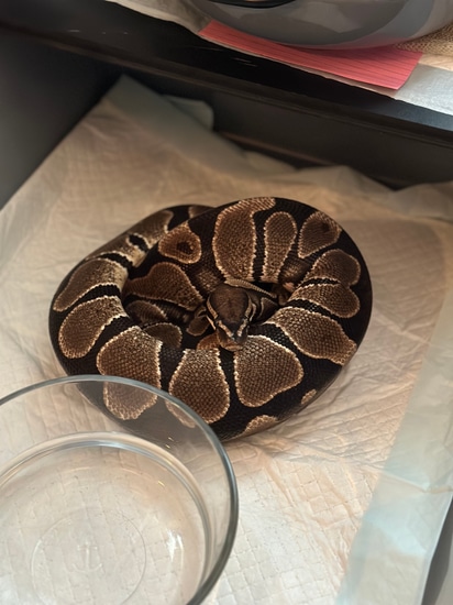 Adult Scaleless Head, Blade, Het Lav Albino. Great Breeder! Ball Python ...