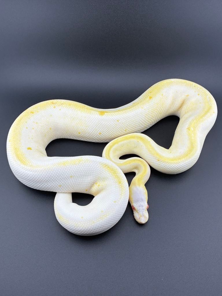 Black Pastel Cinnamon Albino Poss Black Head/Java Profile Picture
