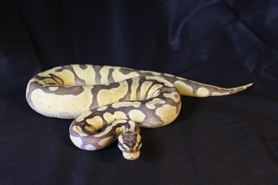 Enchi Pastel Yellow Belly 100% Desert Ghost Ball Python by Hydra