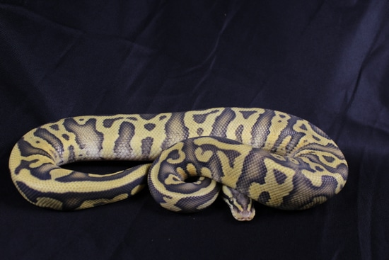 Hypo Leopard Pastel 50% Het Pied 66% Desert Ghost Ball Python by Hydra