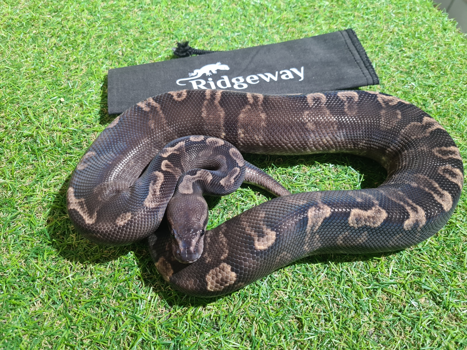 Super GHI Het Pied Ball Python by Ridgeway Exotics MorphMarket
