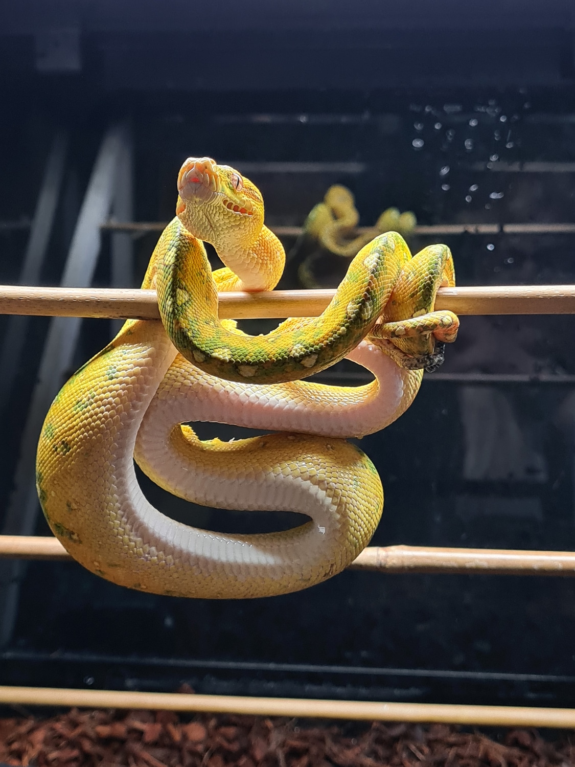 Biak Green Tree Python by Ridgeway Exotics - MorphMarket