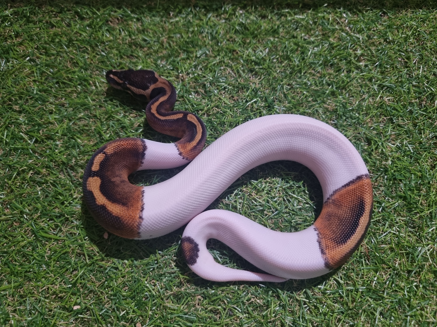 GHI Pied Ball Python by Ridgeway Exotics MorphMarket