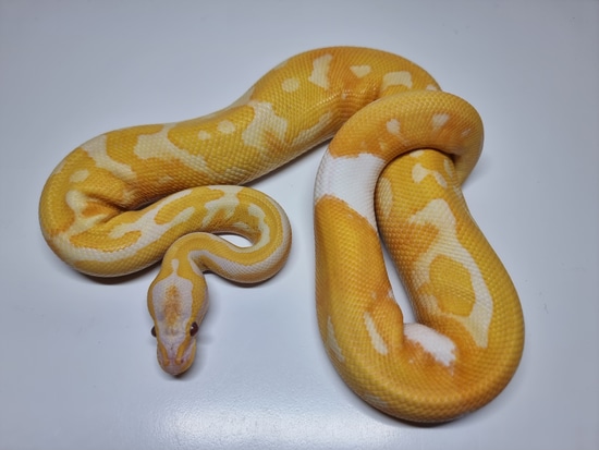 Dreamsicle Ball Python by Ridgeway Exotics