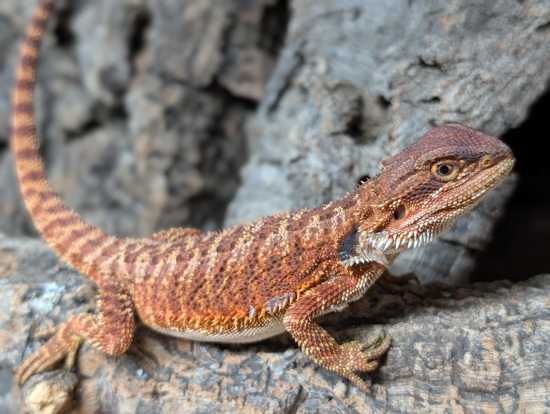 Red Monster Central Bearded Dragon by Ridgeway Exotics