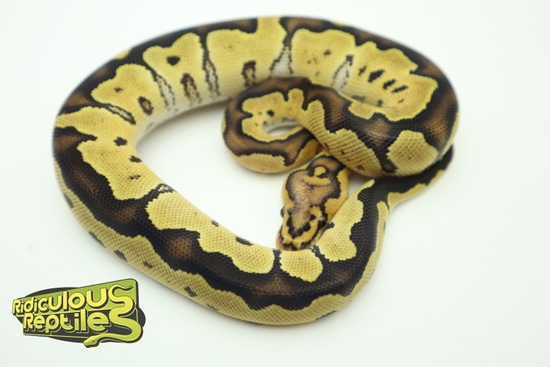 OD Lace Clown Ball Python by Ridiculous Reptiles