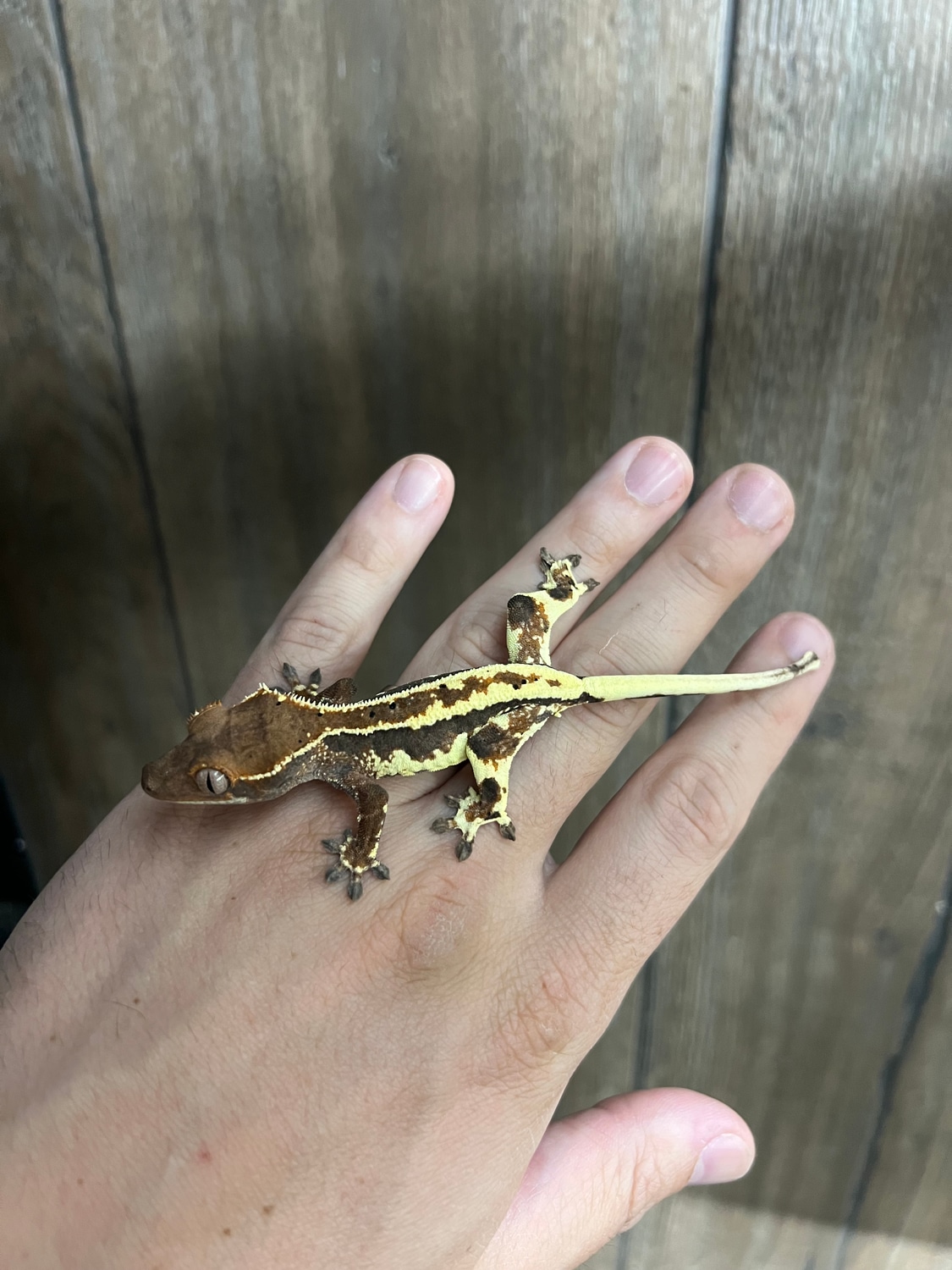 High Contrast Frappuccino Crested Gecko by Ridiculous Rhacs MorphMarket