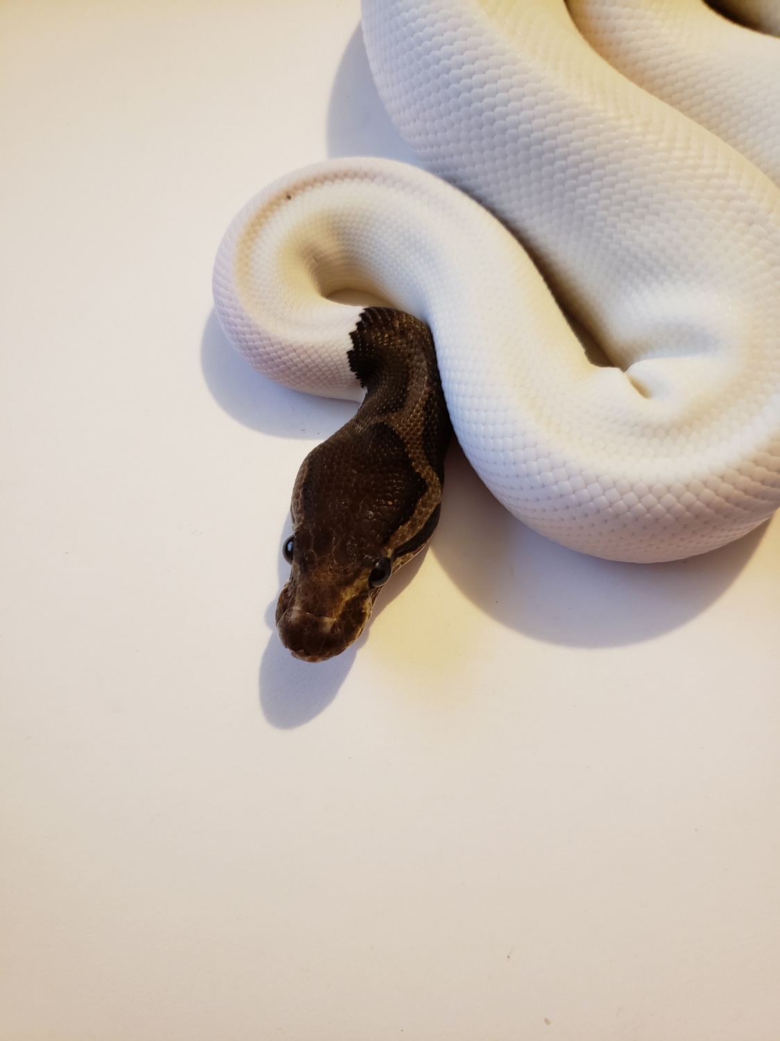 Cinnamon Pied Ball Python by Ridleys Royals - MorphMarket