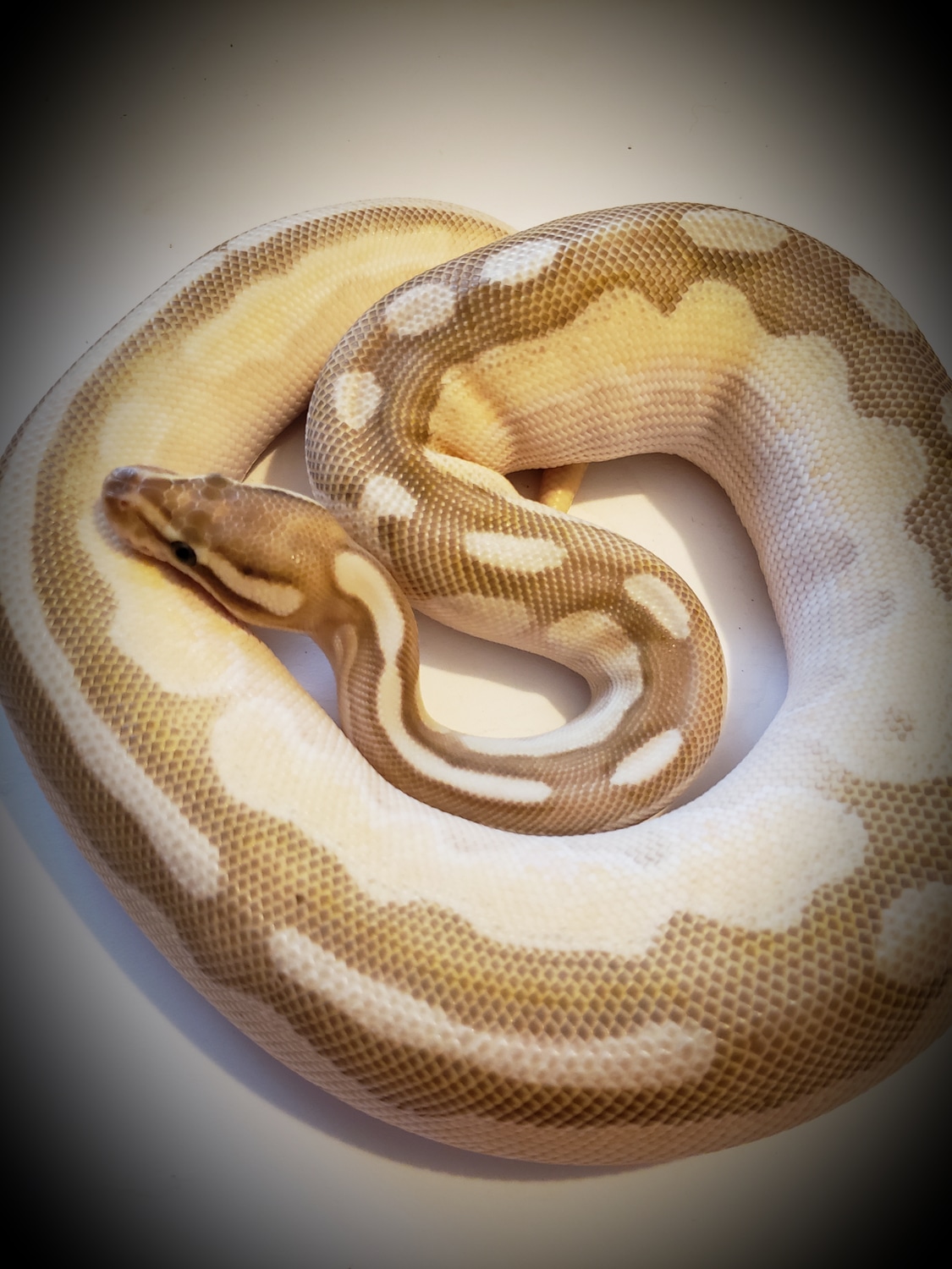 Enchi Orange Dream Cinnamon Butter Ball Python by Ridleys Royals