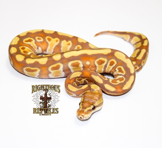 Enchi Hypo Hurricane Rainbow Ball Python by Righteous Reptiles and Rodents