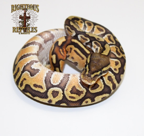 Enchi Hypo Hurricane Het Rainbow Ball Python by Righteous Reptiles and ...