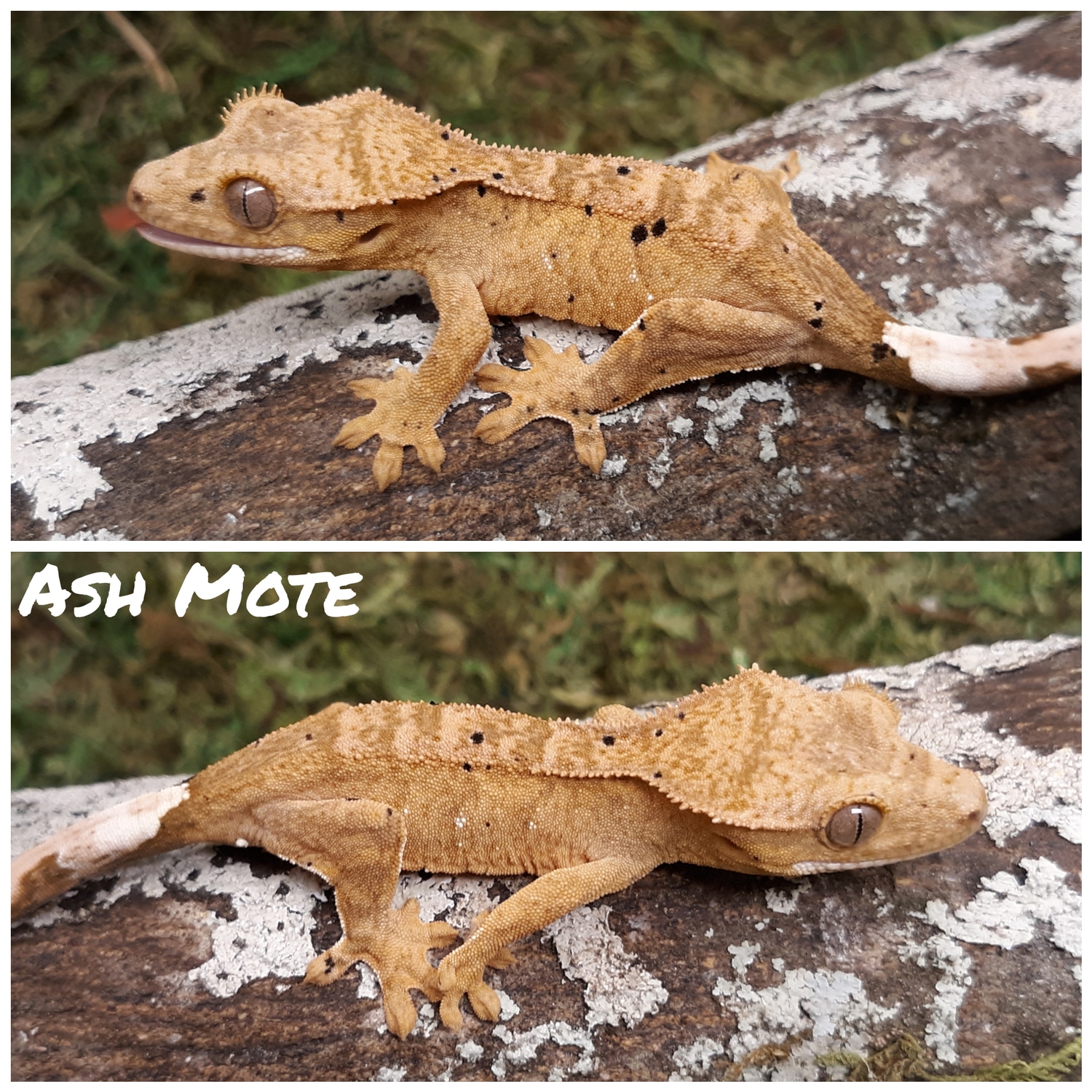 Ash Mote - Yellow Dalmatian Crested Gecko by Rilwater Reptiles