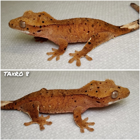 Free Shipping Red Dalmatian Crested Gecko by Rilwater Reptiles
