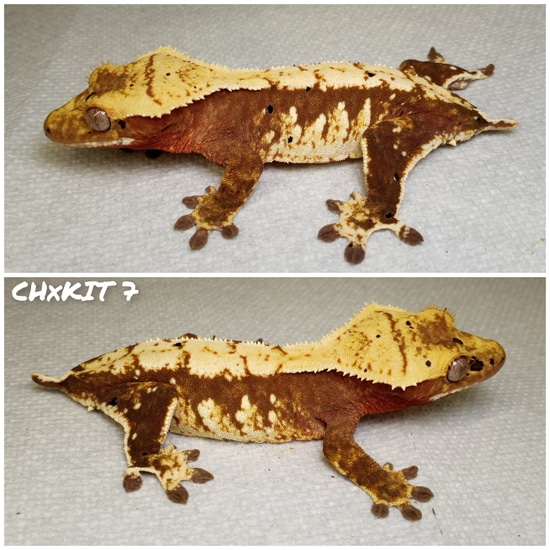 Free Shipping Harlequin Crested Gecko by Rilwater Reptiles