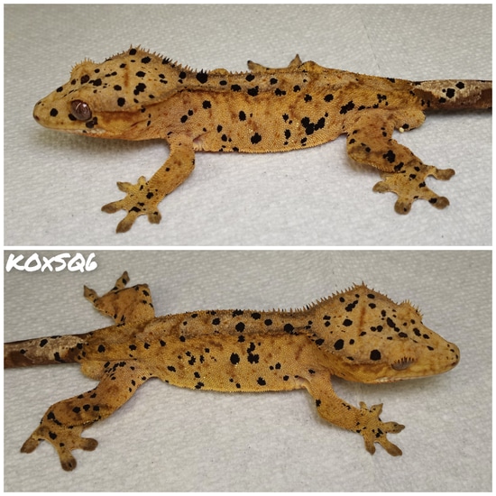 Free Shipping Yellow Dalmatian Crested Gecko by Rilwater Reptiles