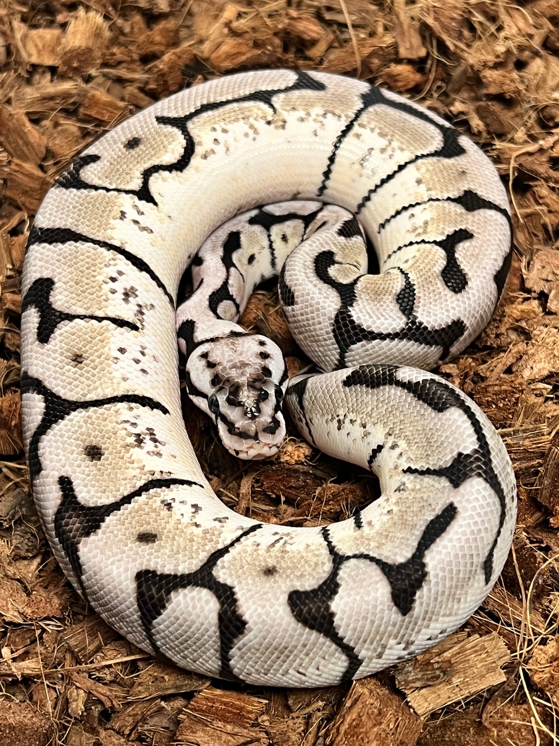 Bumble Bee Enchi Axanthic (TSK) Ball Python by Ring Reptiles - MorphMarket