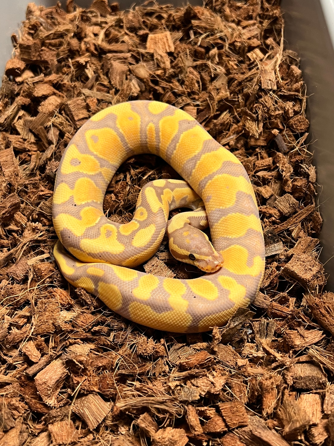 Banana Enchi Yellow Belly Ball Python by Ring Reptiles - MorphMarket