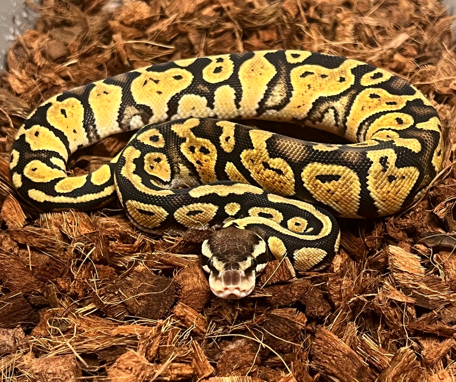 Pastel Gravel Or Yellowbelly 50% Het Candy Ball Python by Ring Reptiles ...