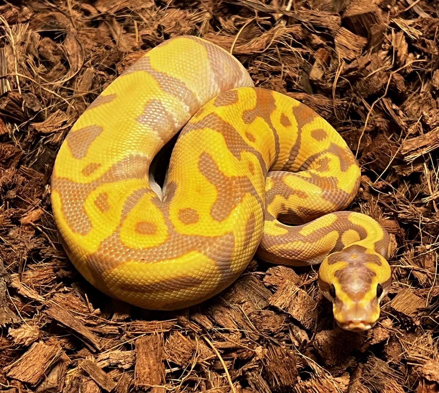 Banana Leopard Phantom Ball Python by Ring Reptiles - MorphMarket