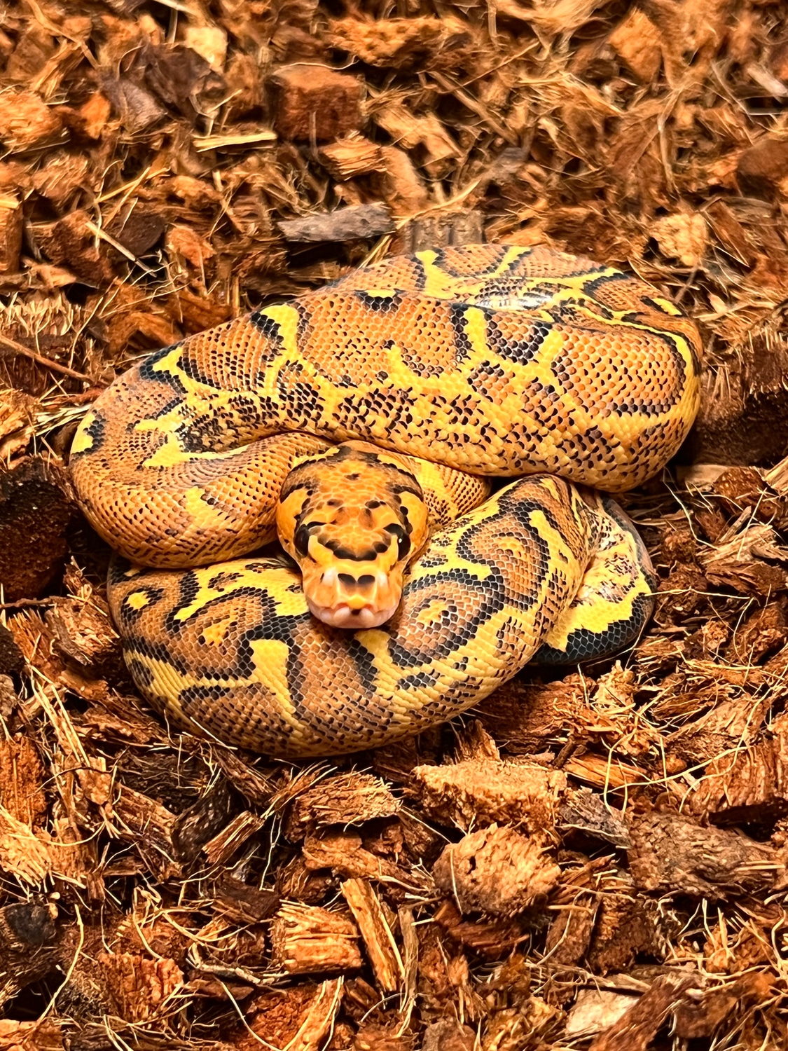 Freeway Clown Ball Python by Ring Reptiles - MorphMarket